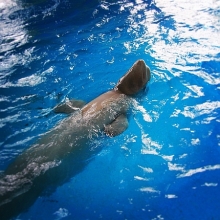 В дельфинарии Набережных Челнов пополнение